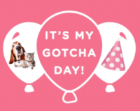 a gotcha day greeting